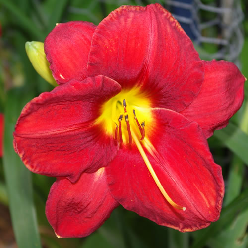Hemerocallis James Marsh